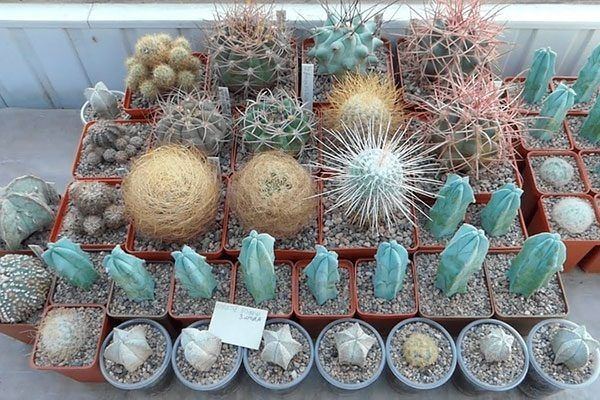 ����������� ����������� ��� ��������: ��� �������� �������� �� ������� � ���������