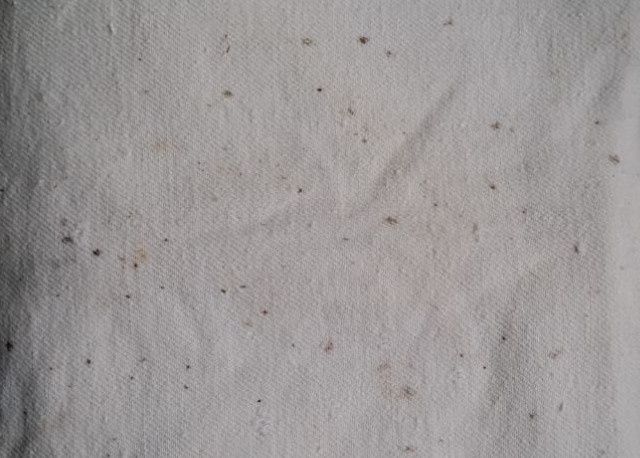 Эффективные способы удаления плесени с одежды без повреждений